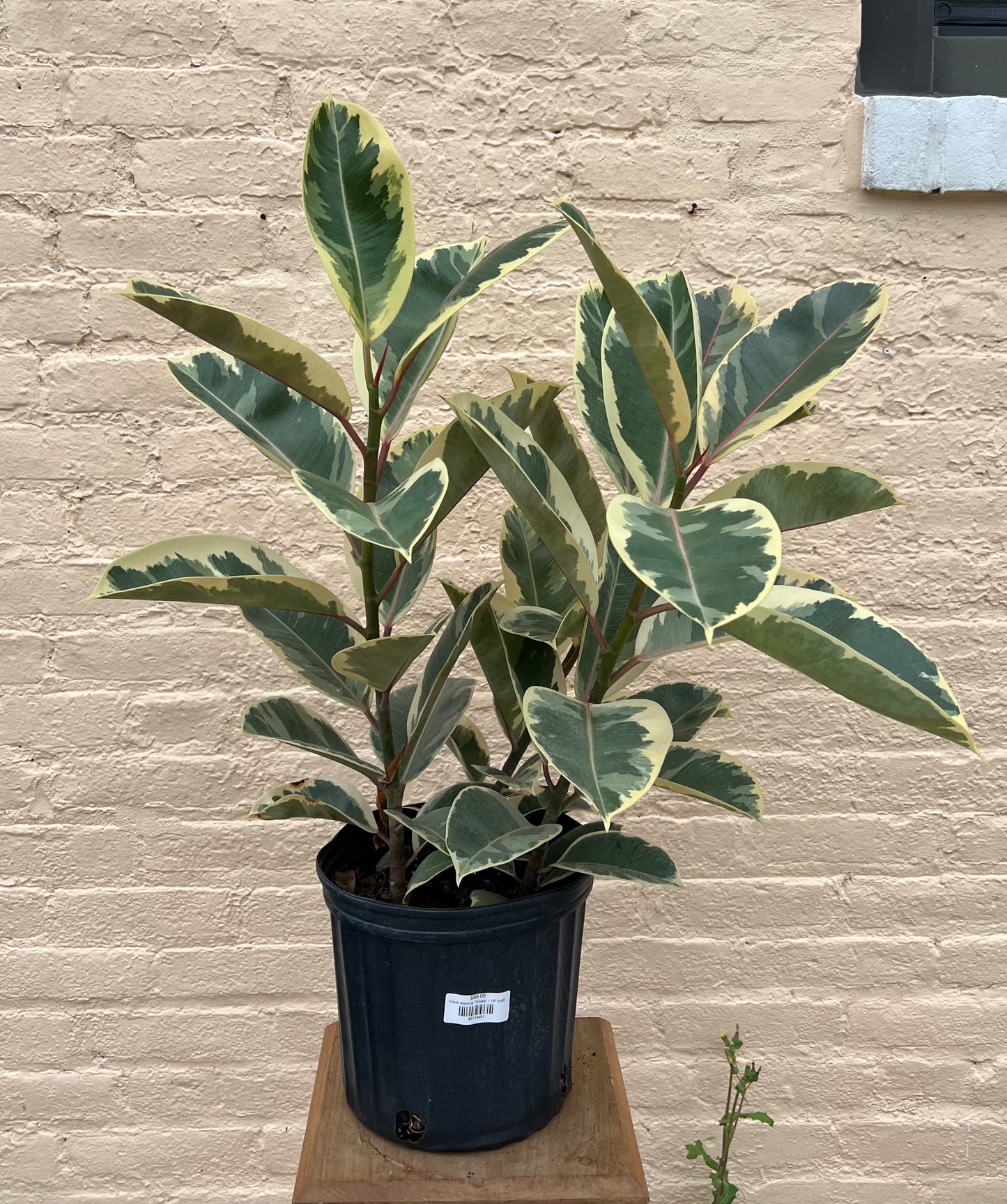 Ficus elastica 'Tineke'