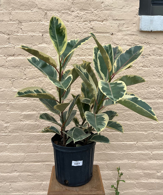 Ficus elastica 'Tineke'