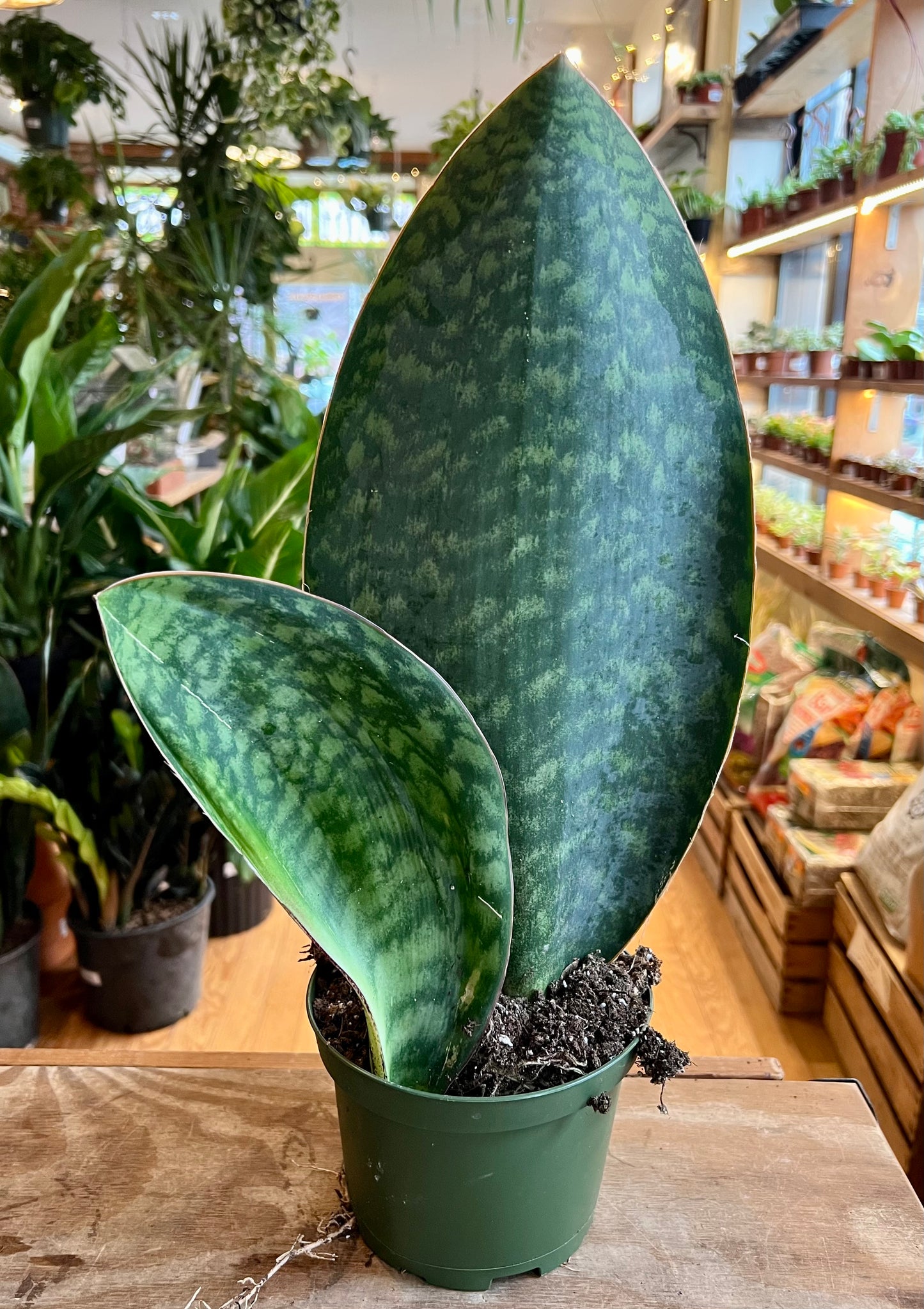 Sansevieria Whale's Fin