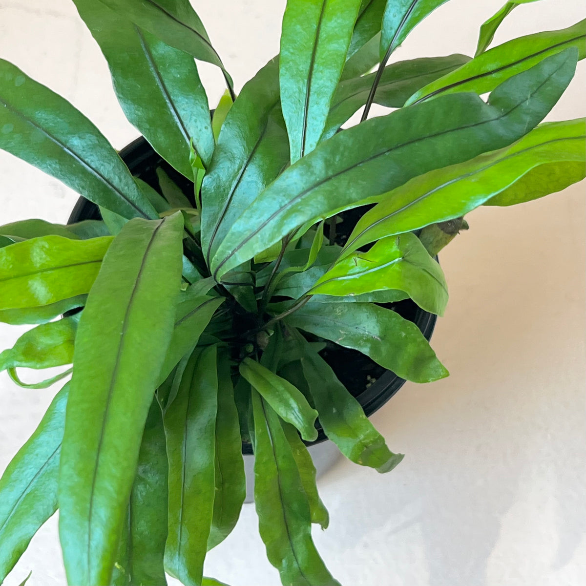 Zealandia pustulata "Kangaroo Paw Fern"