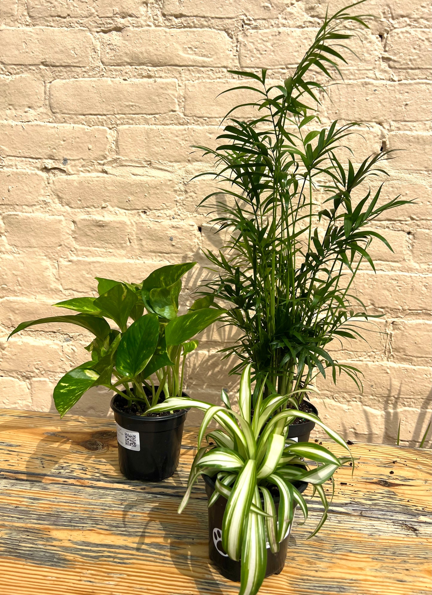 Rental Assorted Tabletop Tropicals