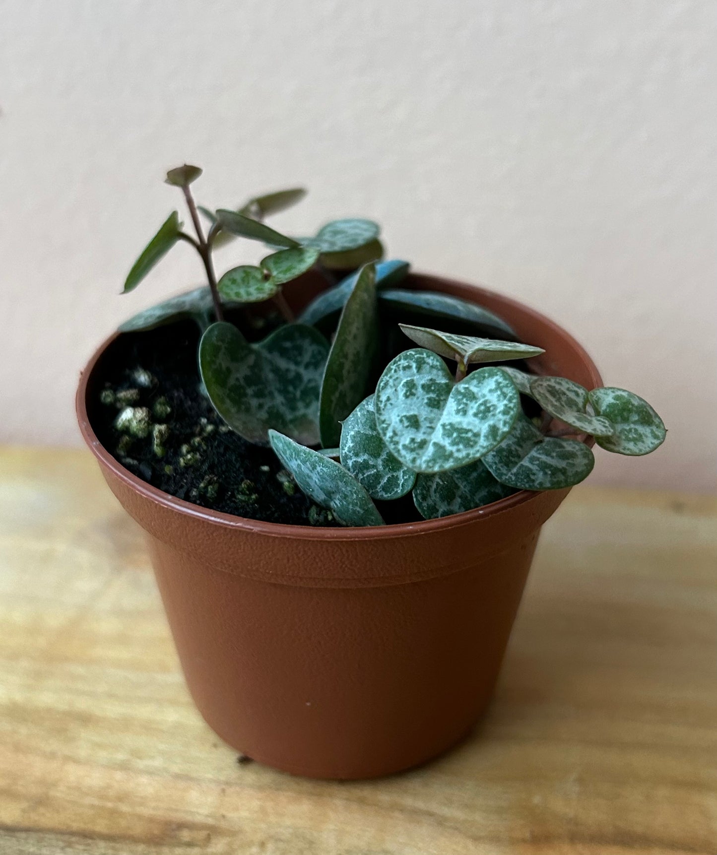 Ceropegia woodii 'String of Hearts'