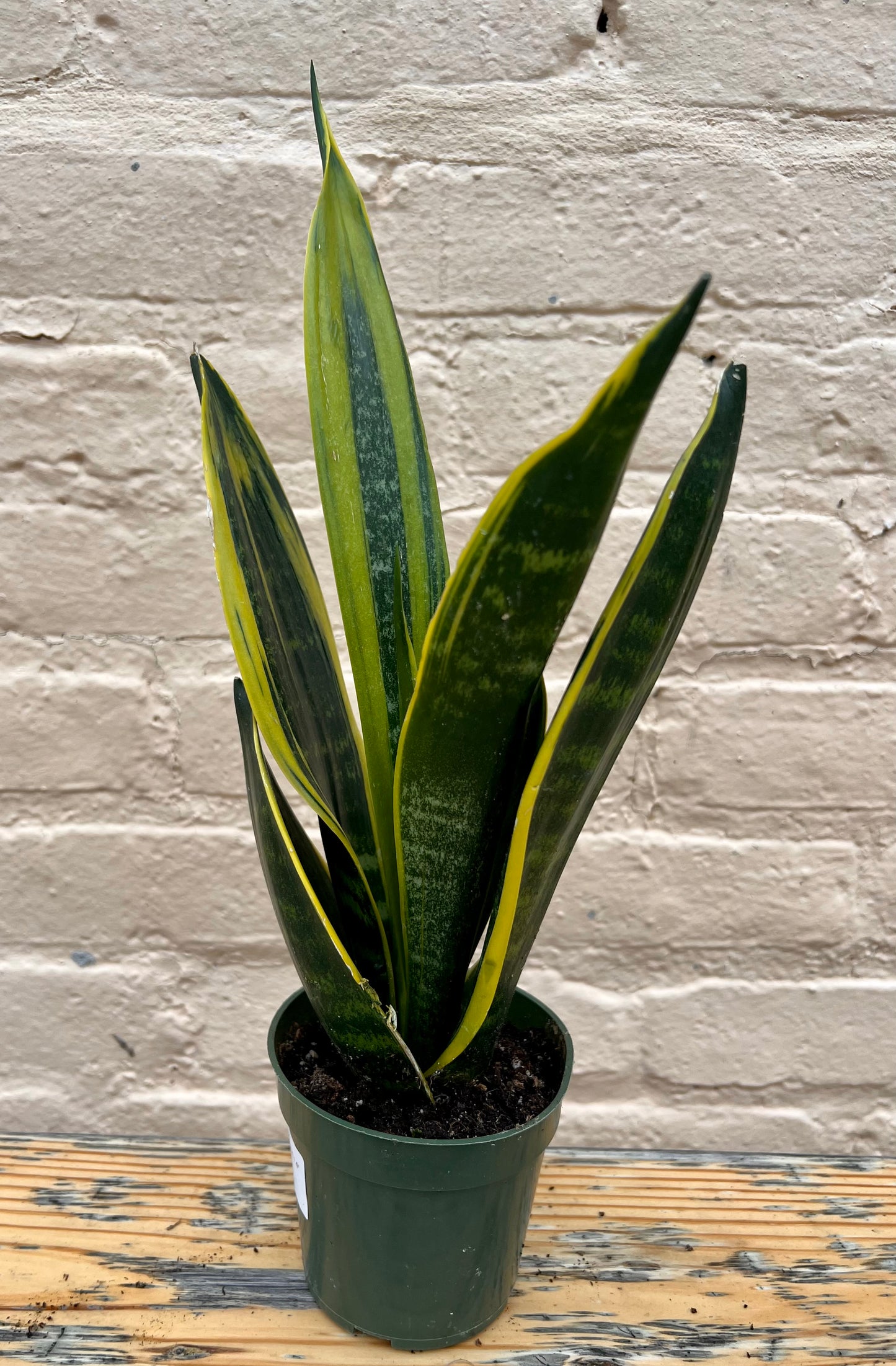 Sansevieria Golden Flame