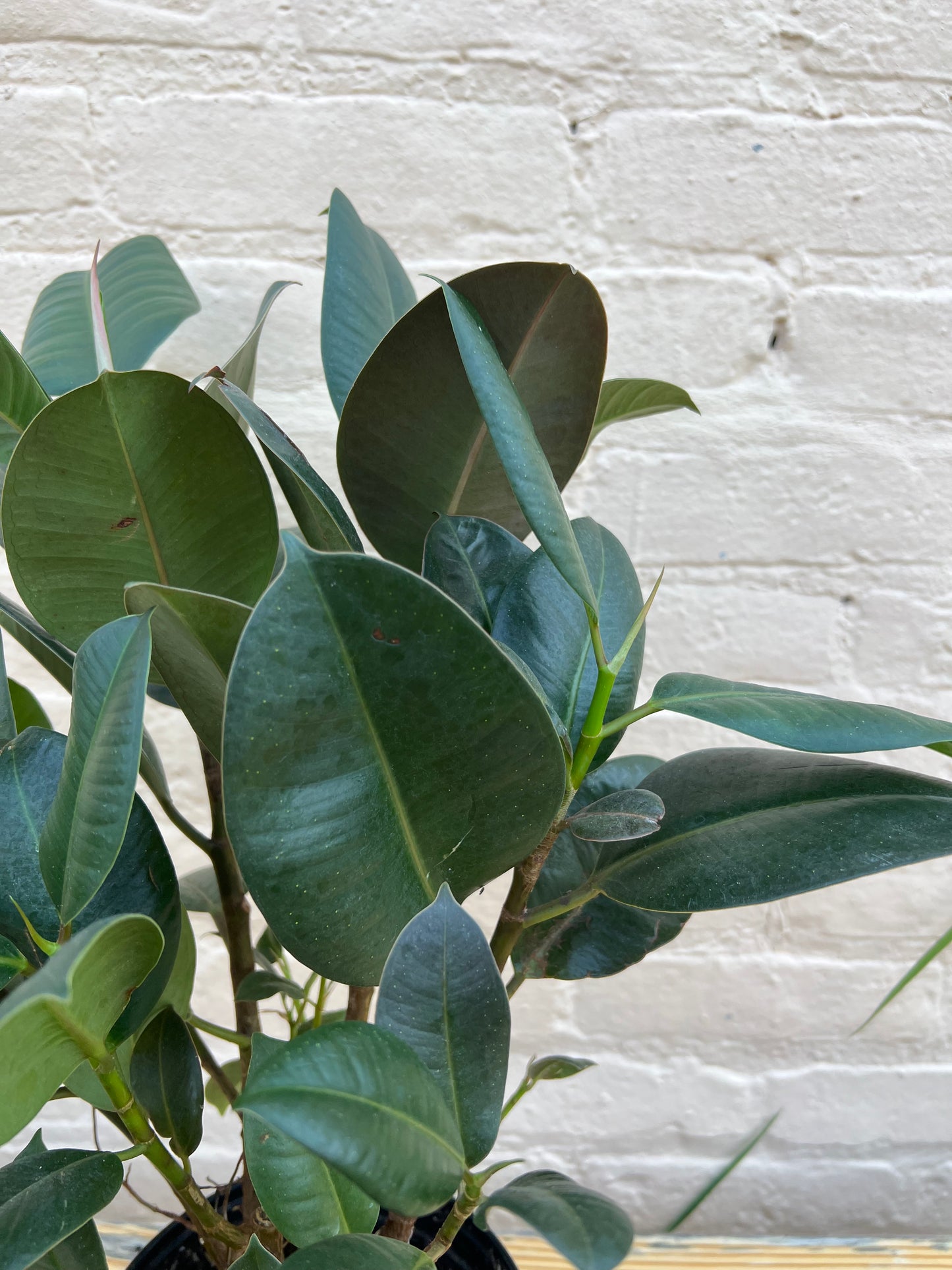 Ficus elastica 'Robusta'