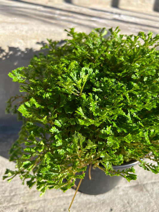 Selaginella 'Club Moss'