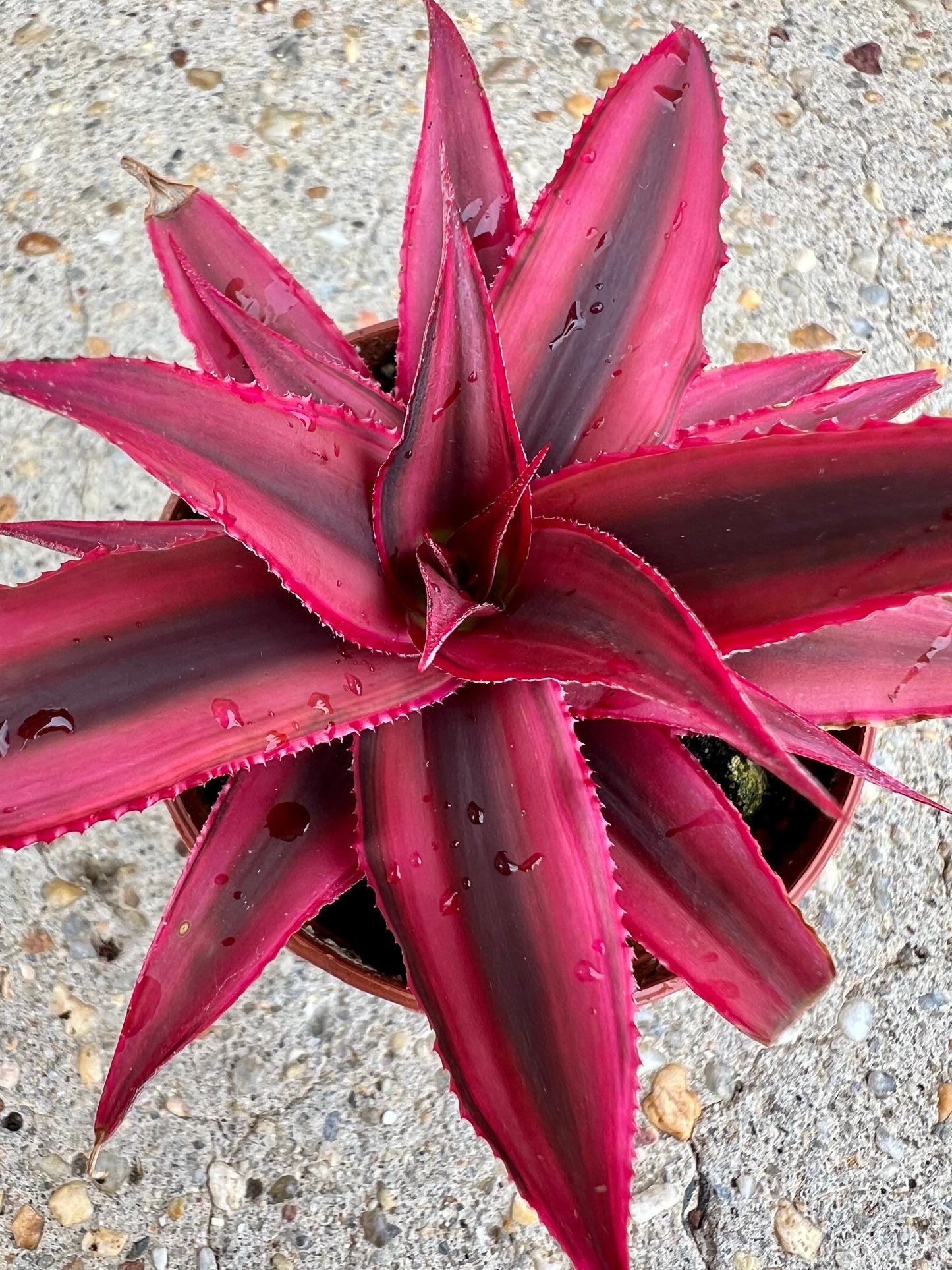 Cryptanthus