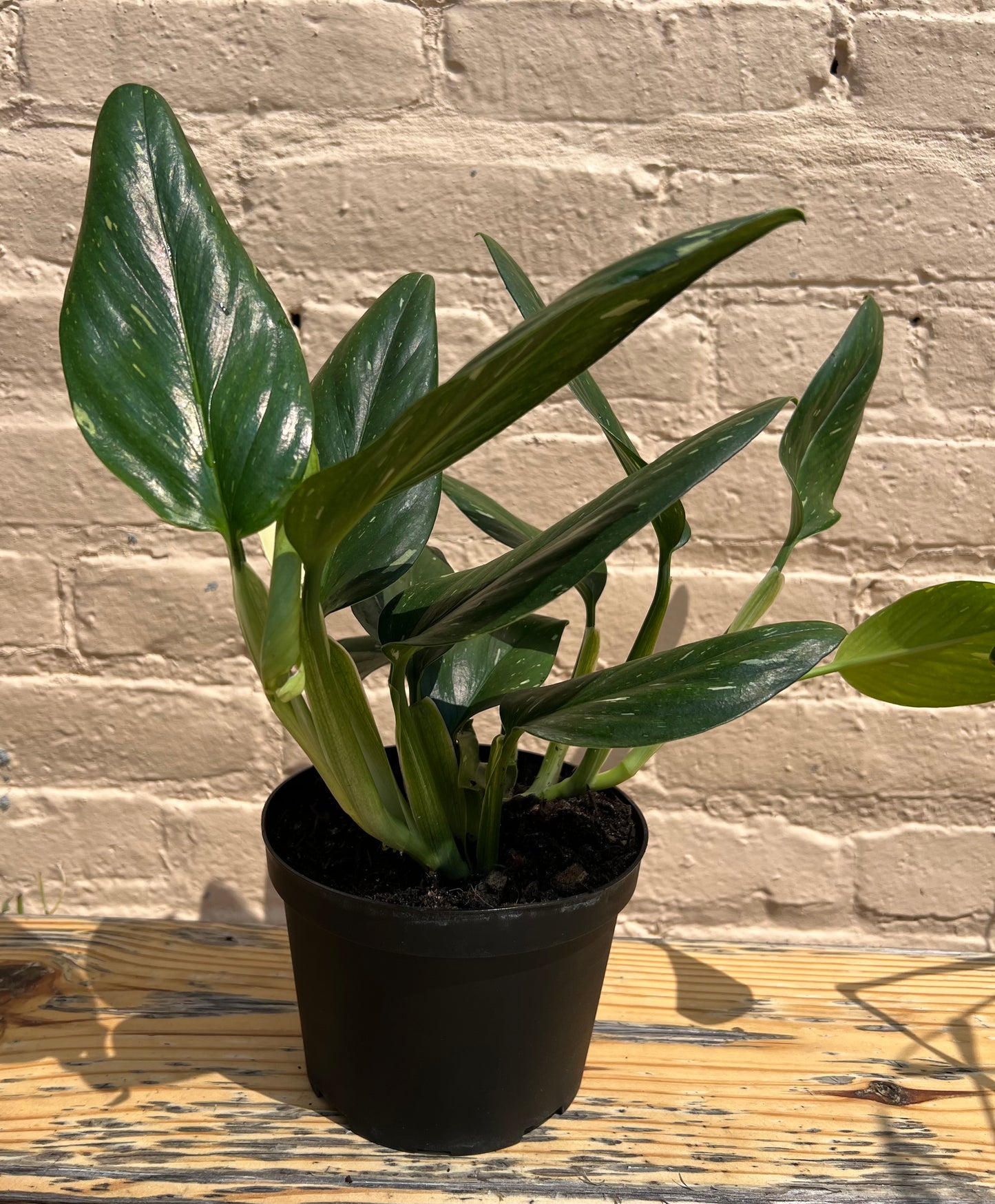 Monstera standleyana 'Philodendron Cobra'