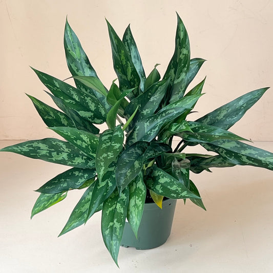 Aglaonema 'Emerald Beauty'