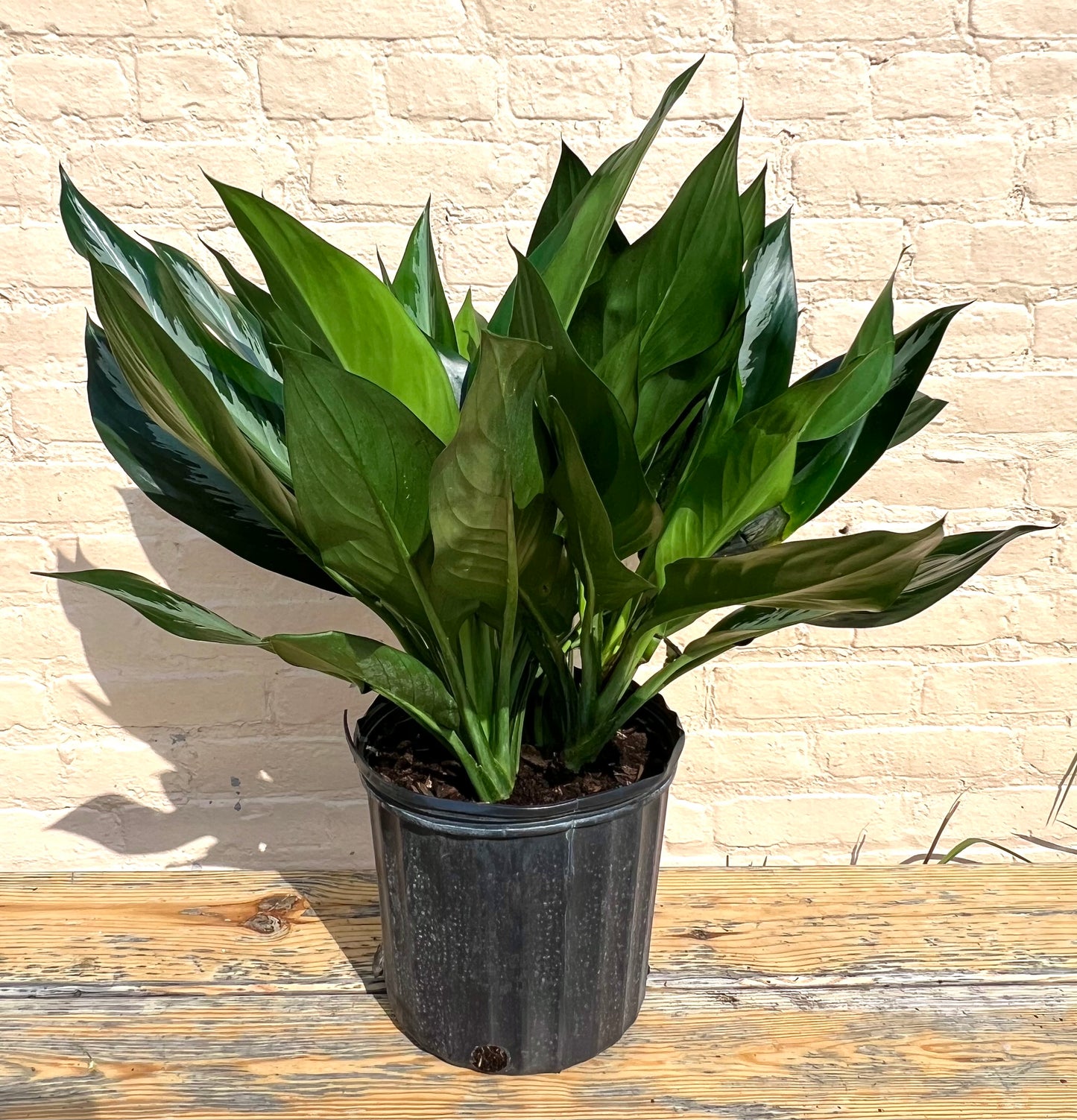 Aglaonema 'Stiletto'