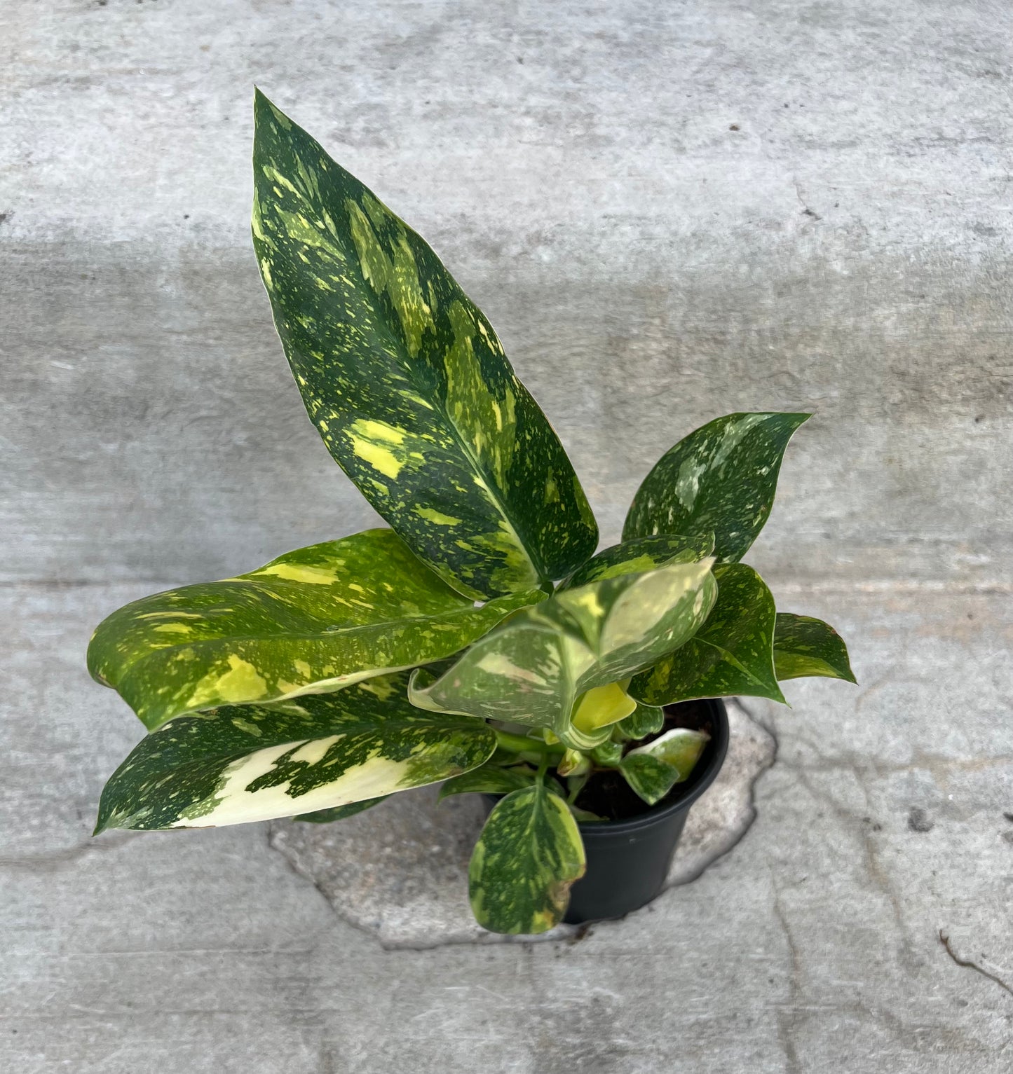 Philodendron Congo Nuclear