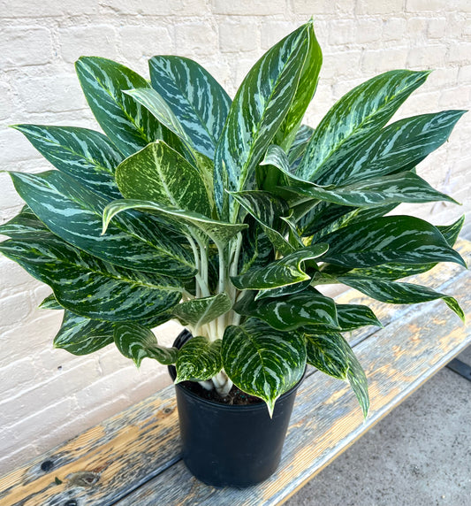 Aglaonema 'Golden Madonna'