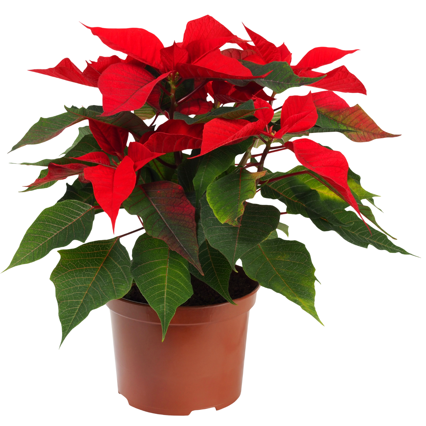 Poinsettia Pre-Order