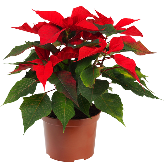 Poinsettia Pre-Order
