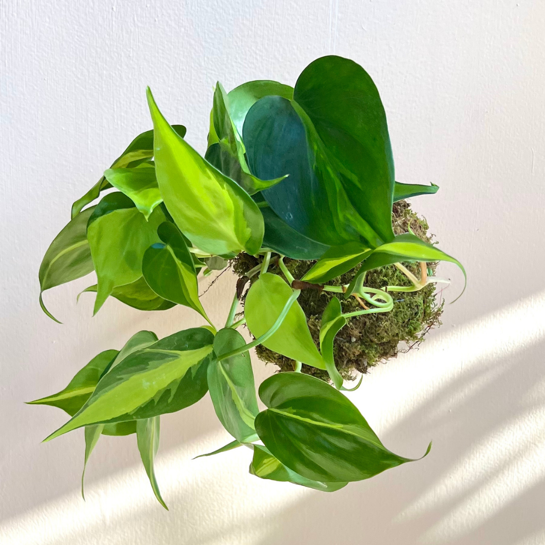 Kokedama