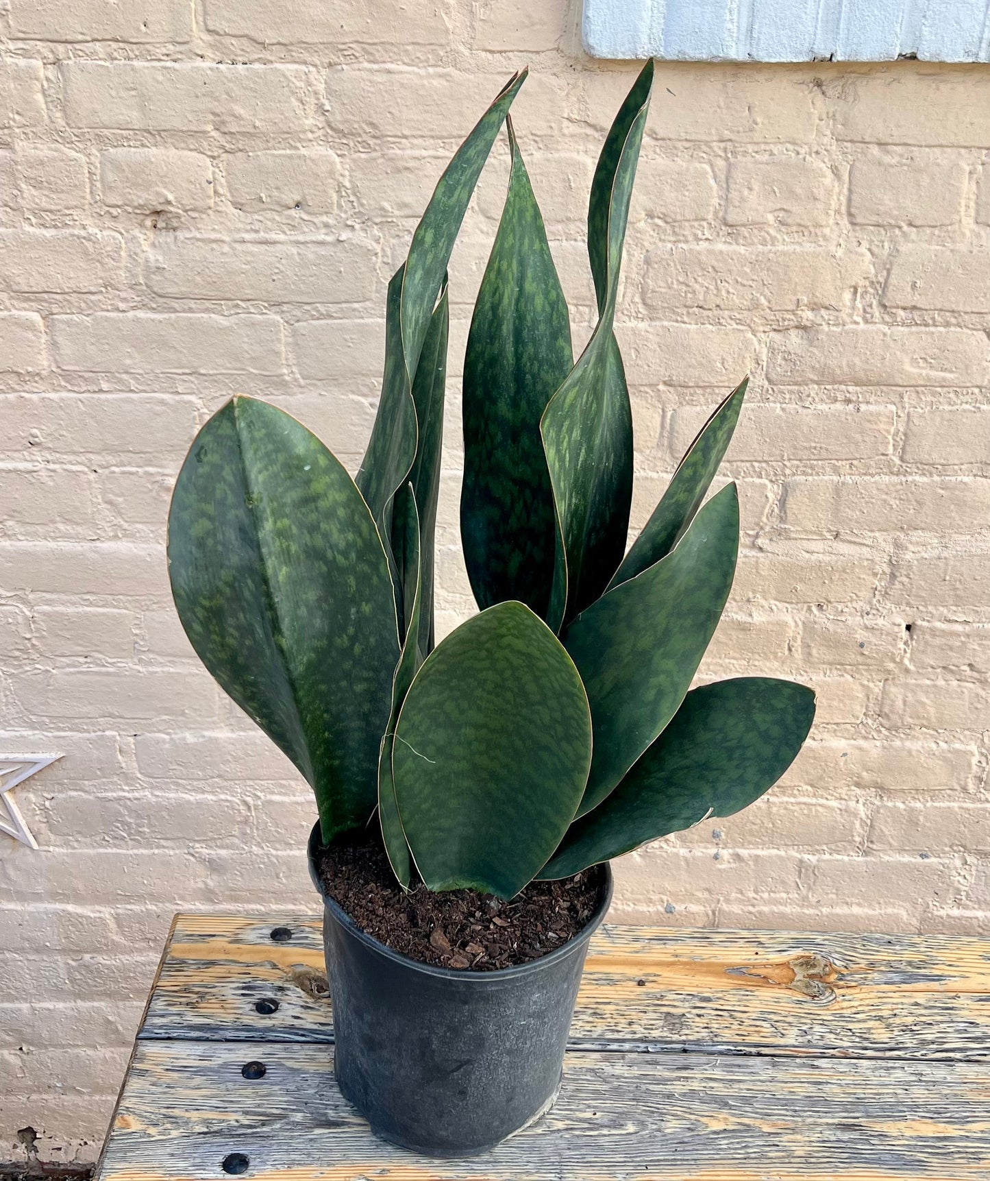 Sansevieria Whale's Fin