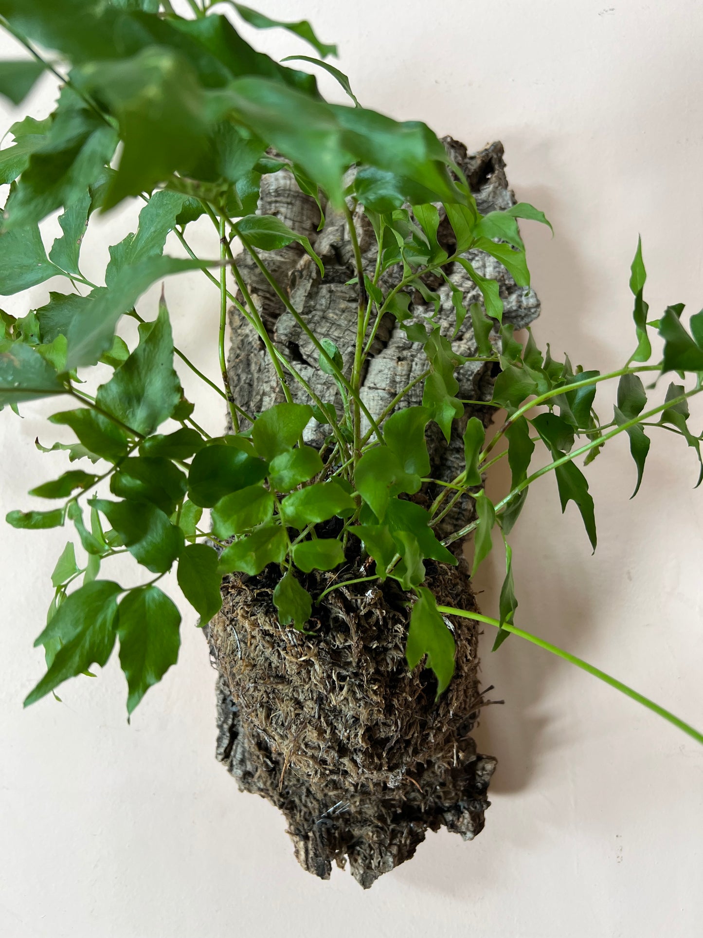 Mounted Cyrtomium falcatum 'Holly Fern'
