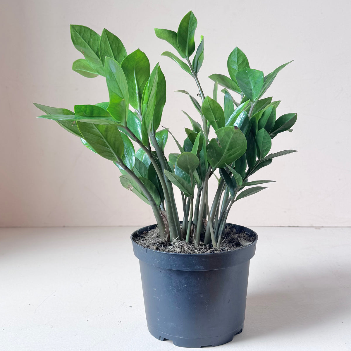 Zamioculcas zamiifolia 'ZZ plant'