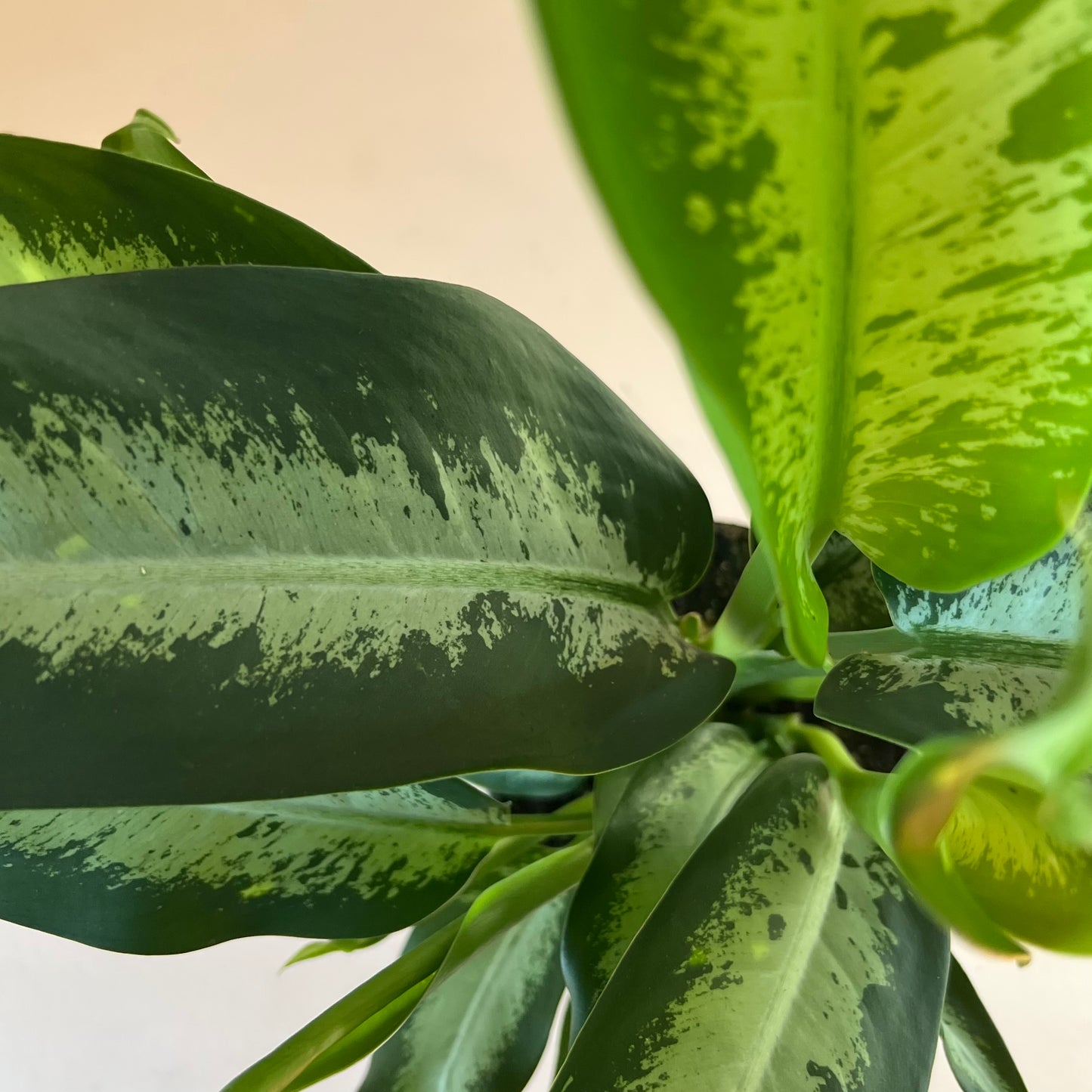 Dieffenbachia 'Panther'