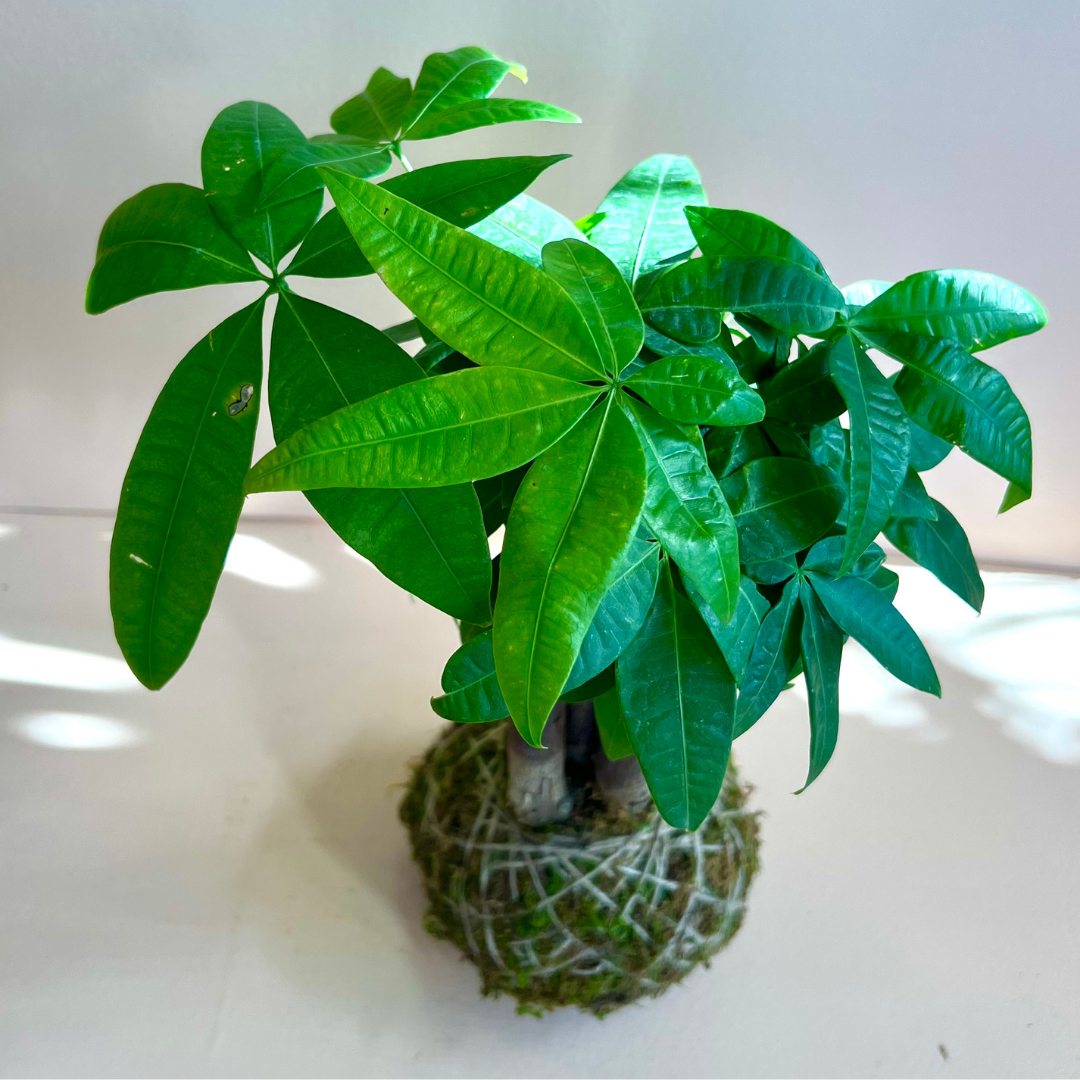 Kokedama