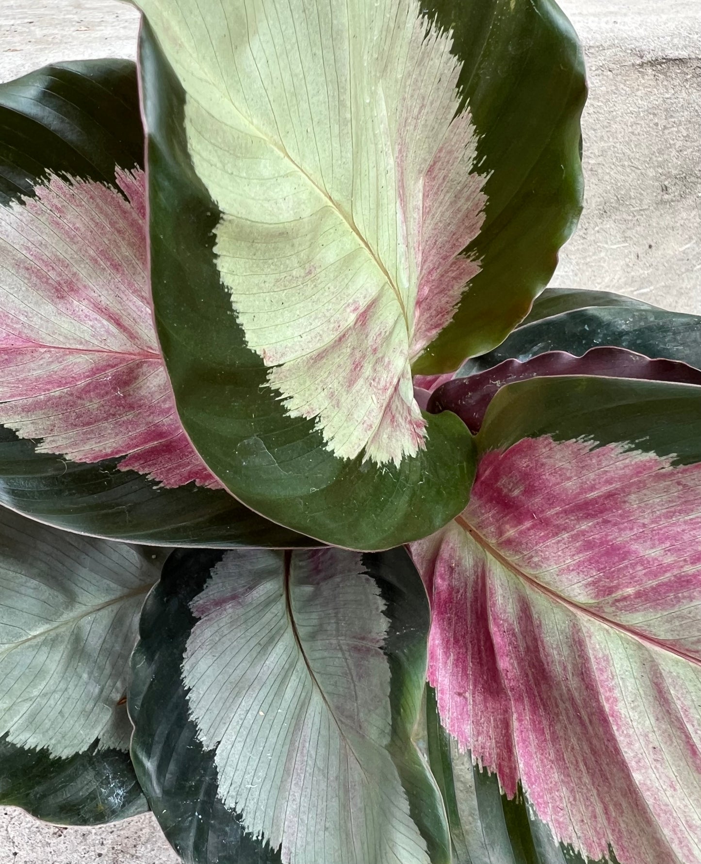 Calathea roseopicta