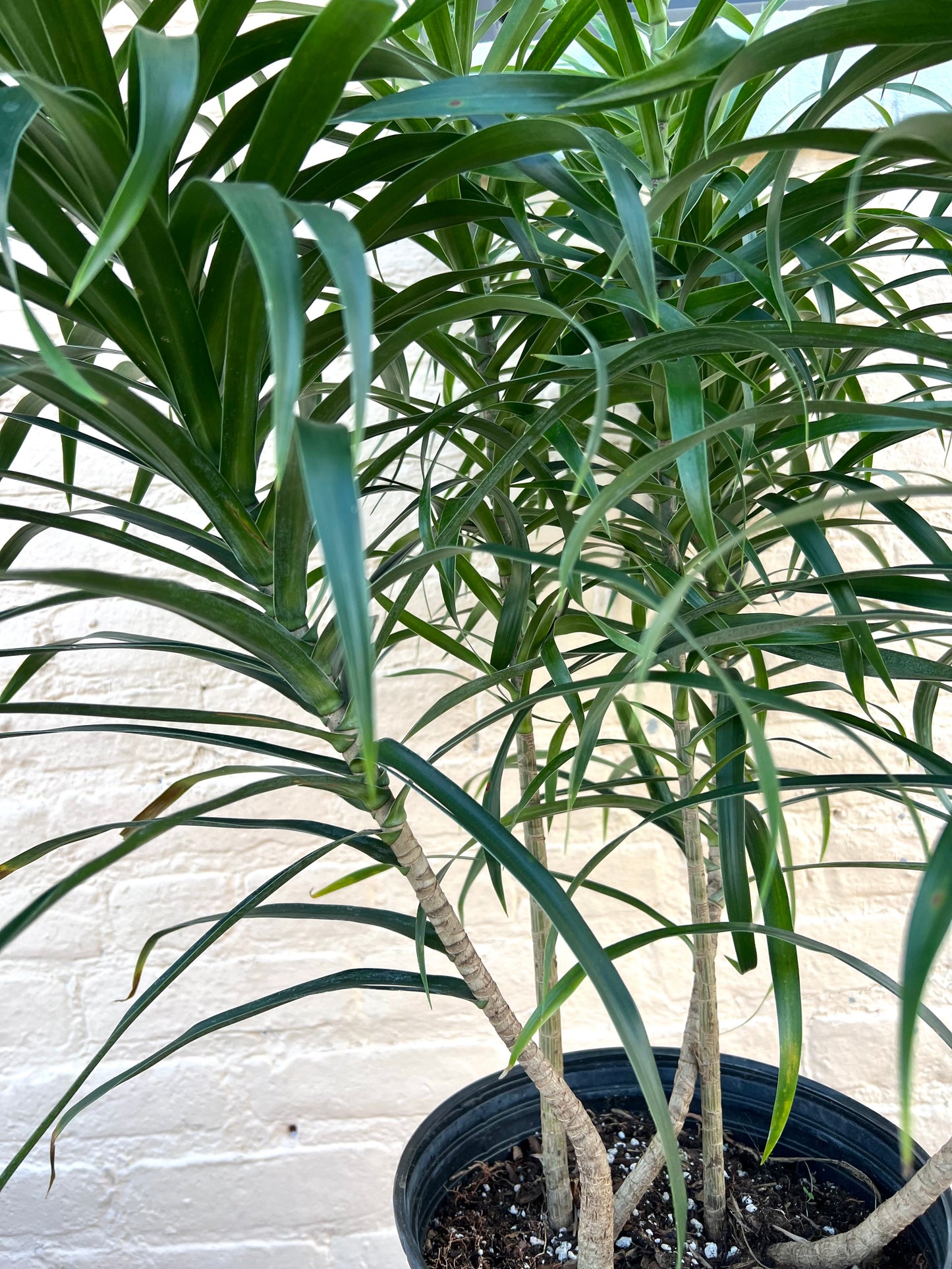 Dracaena Anita Bush