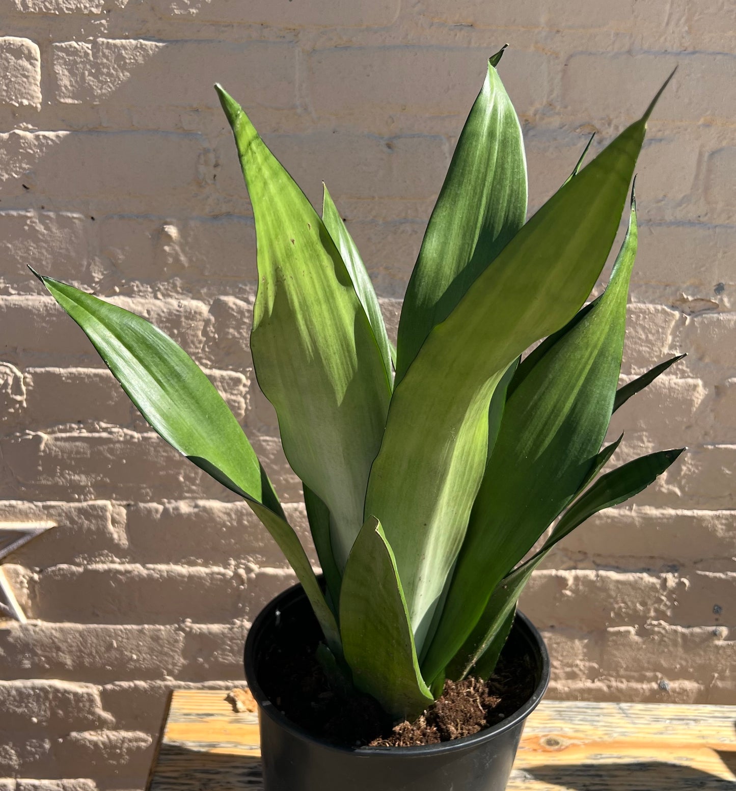 Sansevieria Moonshine