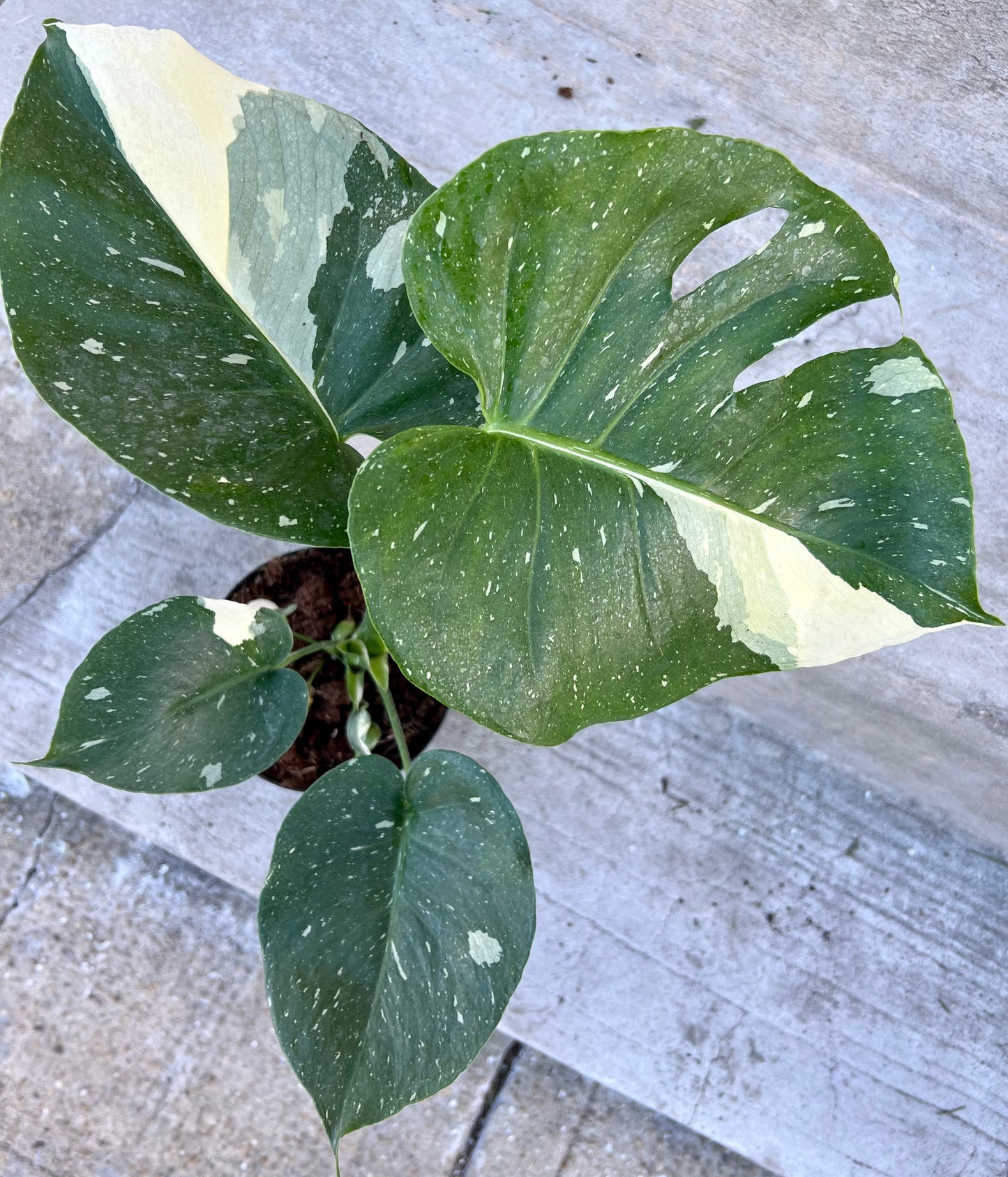 Monstera Deliciosa 'Thai Constellation'