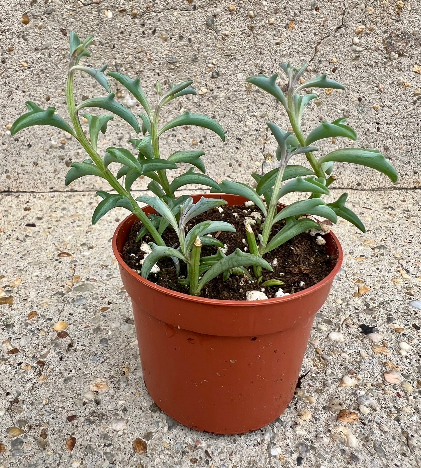 Senecio 'String of Dolphins'