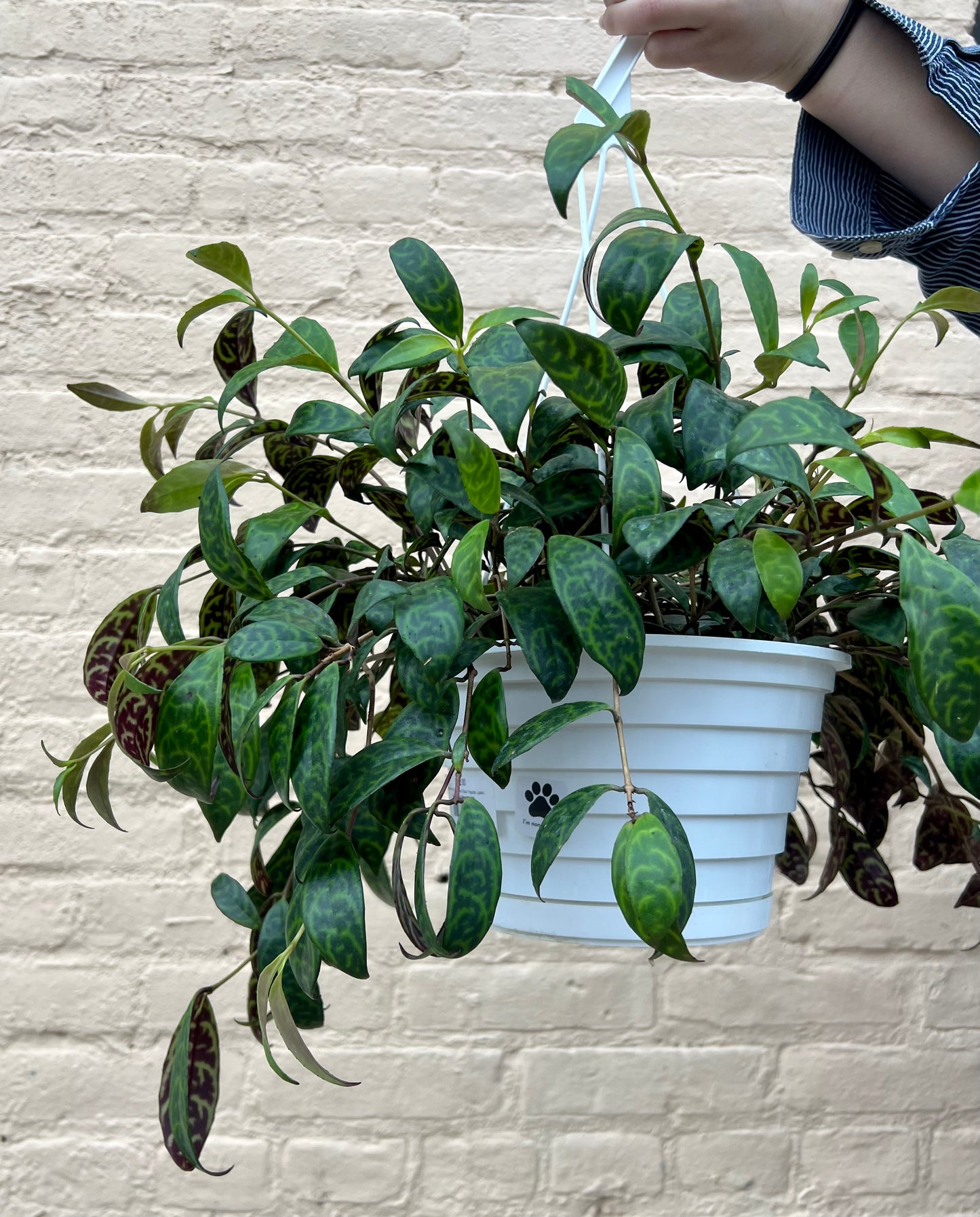 Aeschynanthus longicaulis 'Black Pagoda Lipstick Plant'