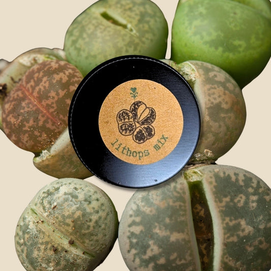 Plantflix Seeds:  Lithops Mix (Living Stone) Seeds