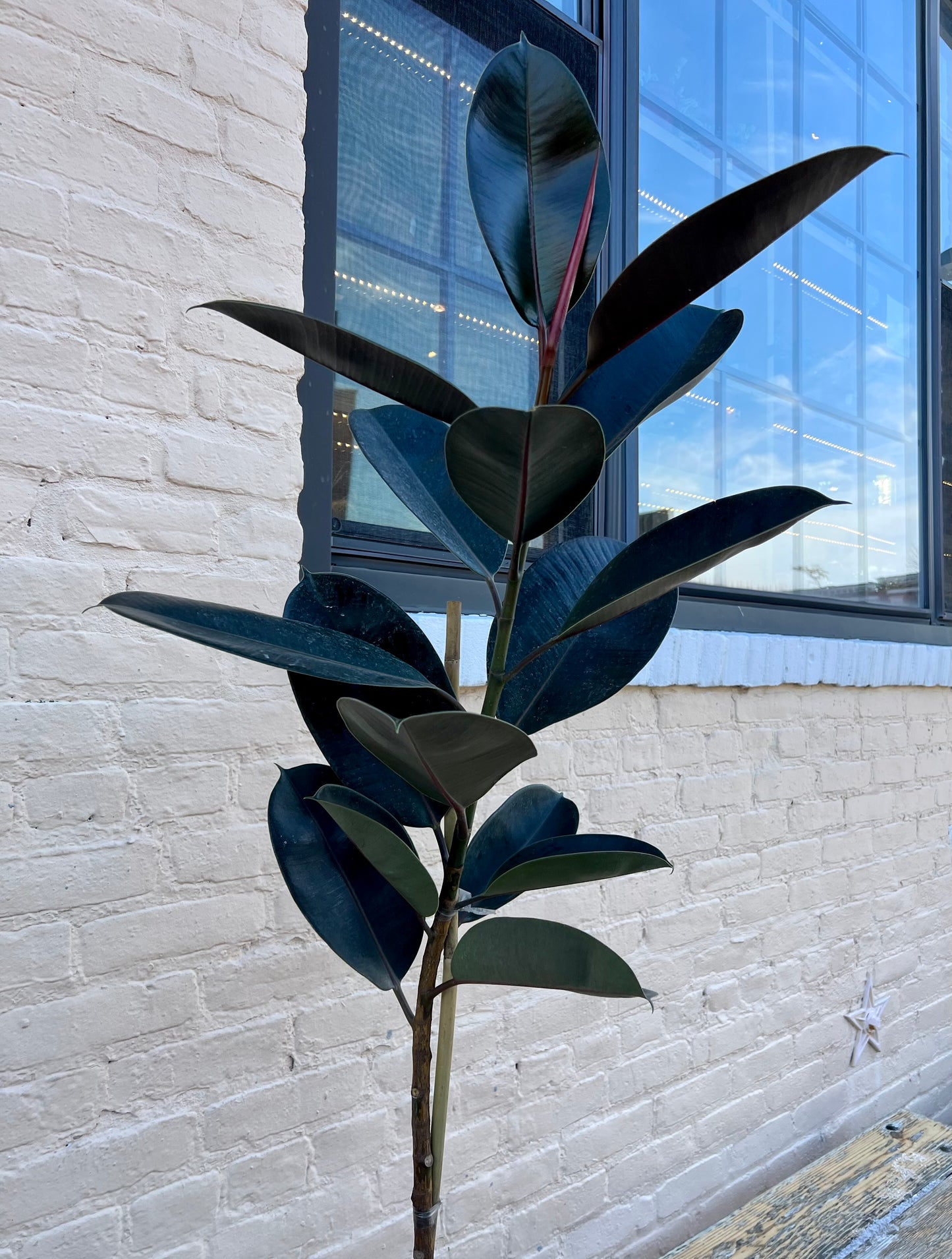 Ficus elastica 'Burgundy'