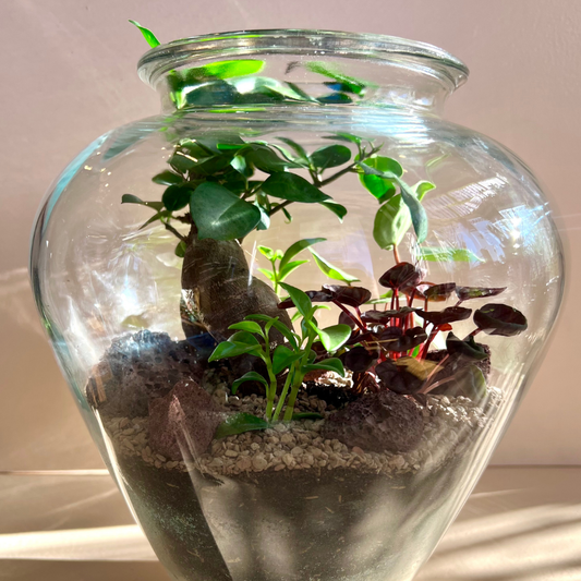 Tropical Terrarium in Vintage Glassware