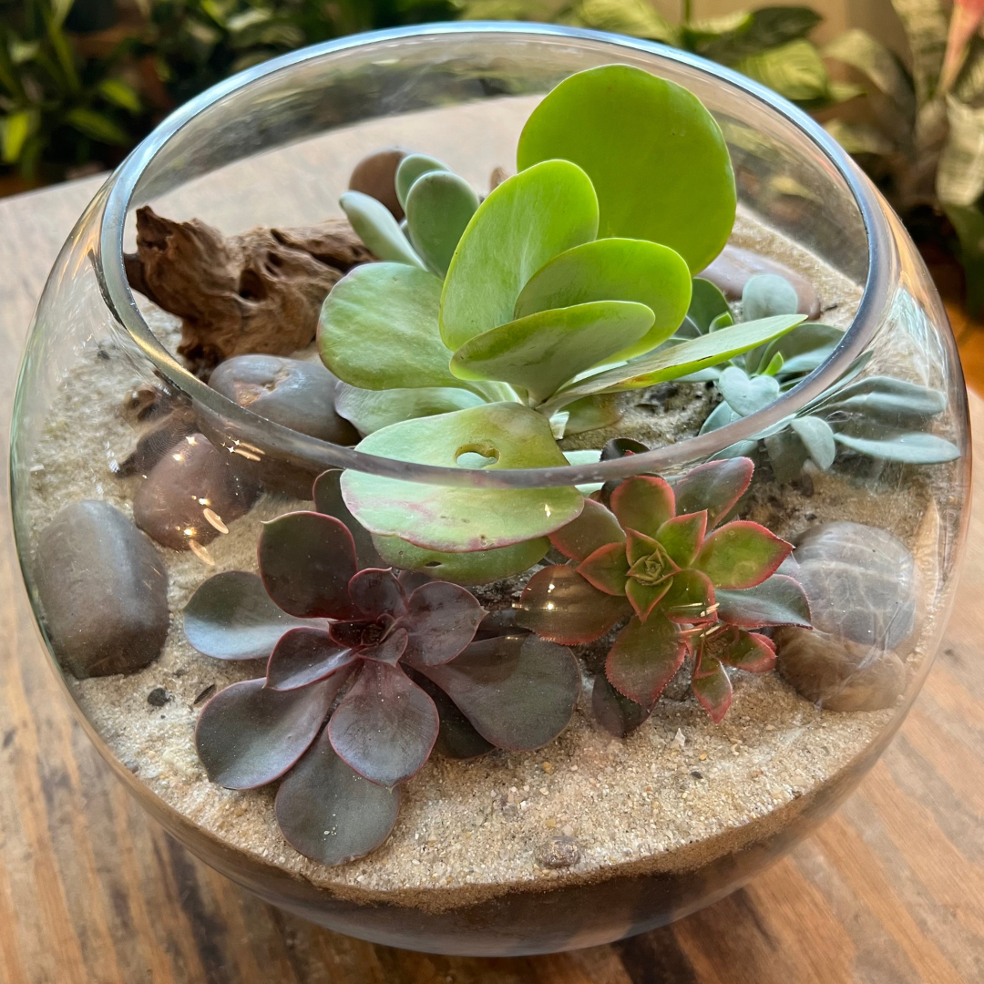 Succulent Globe Terrarium