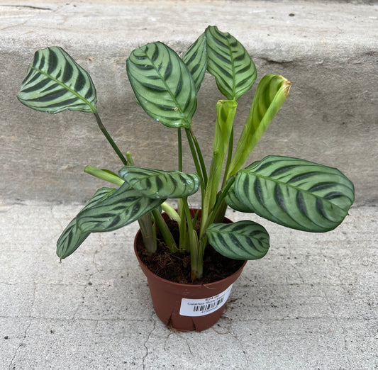 Calathea 'Burle Marxii'
