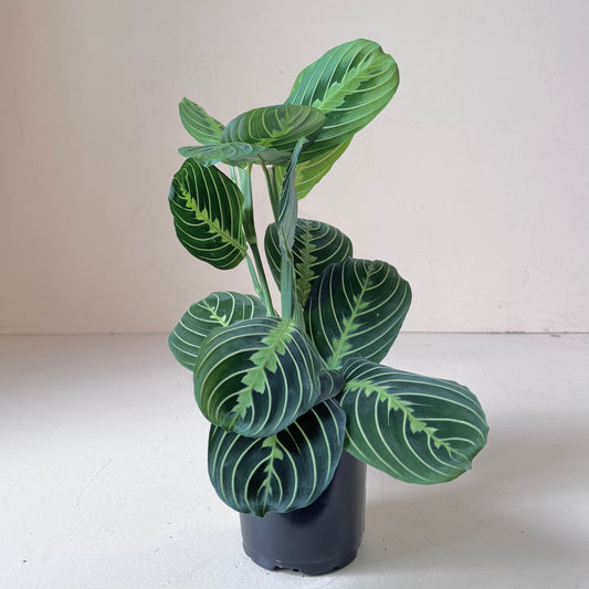 Maranta leuconeura 'Lemon Lime Prayer Plant'
