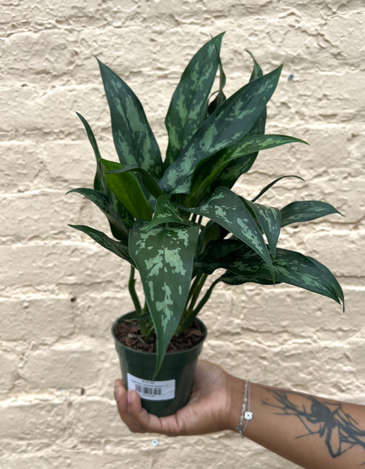Aglaonema 'Emerald Beauty'