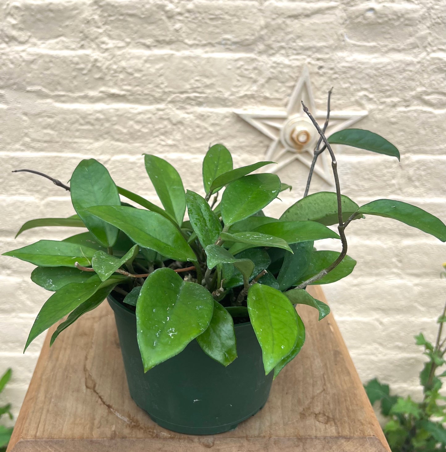 Hoya Jade Carnosa