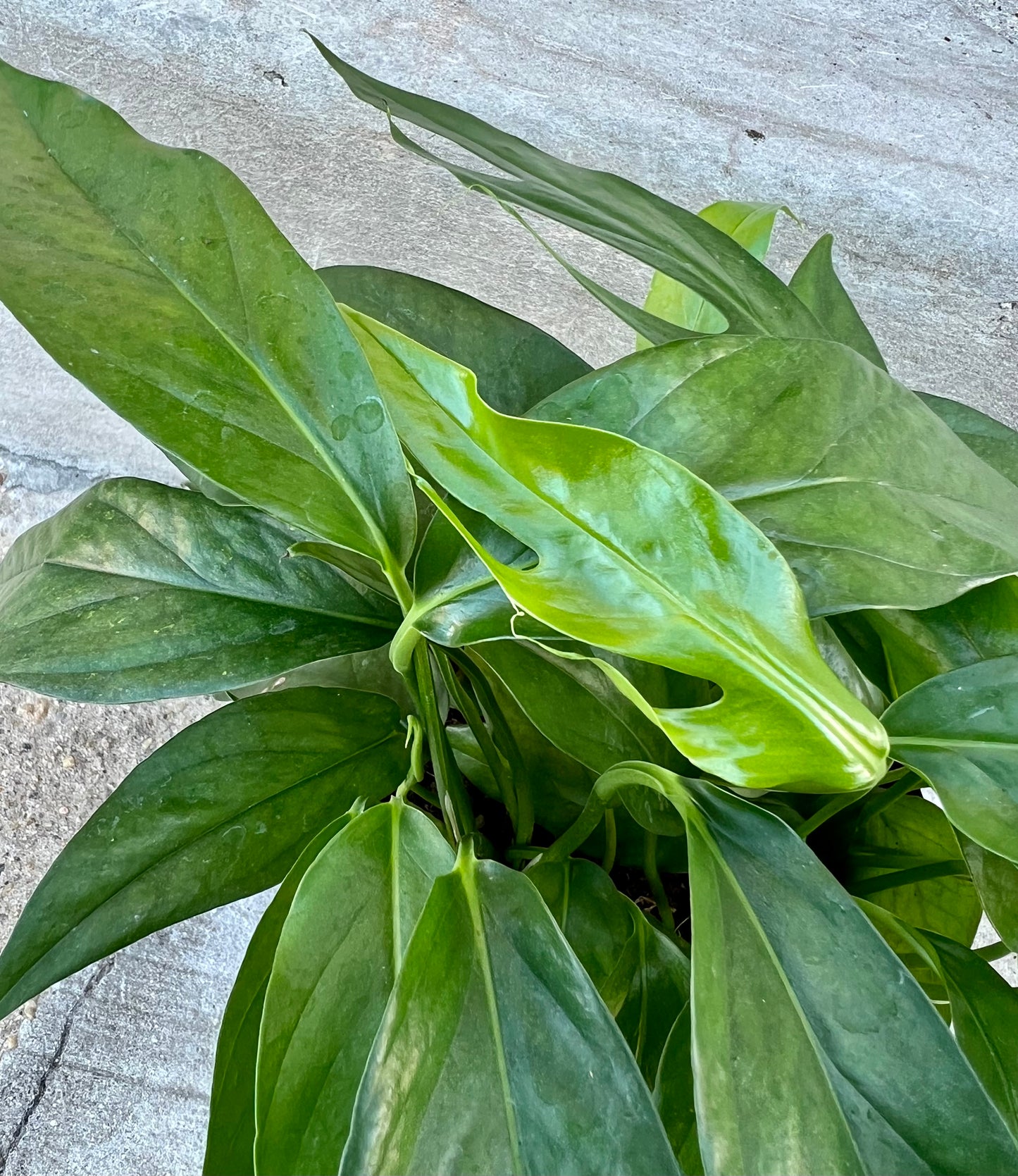 Epipremnum pinnatum 'Baltic Blue Pothos'