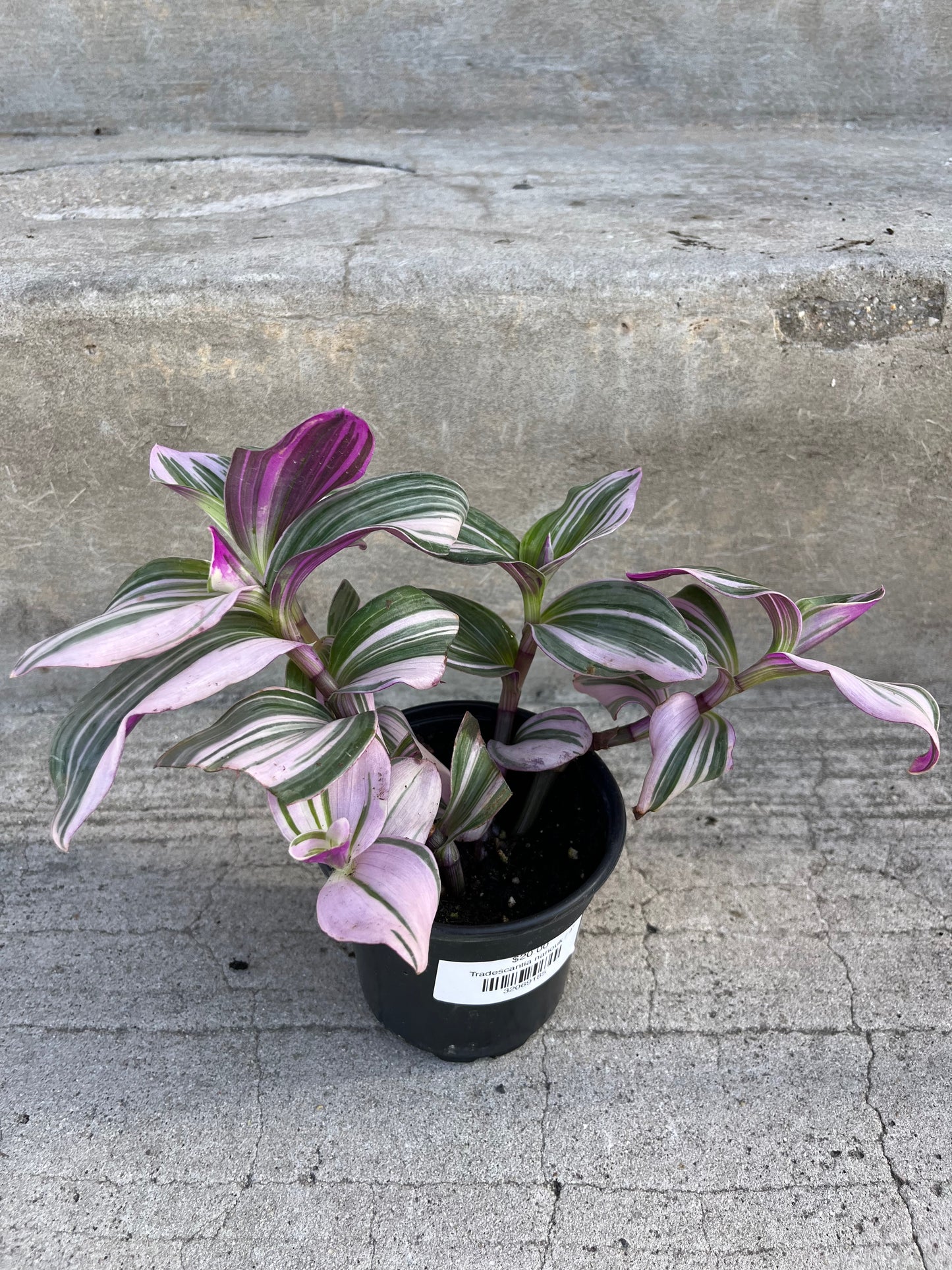 Tradescantia nanouk