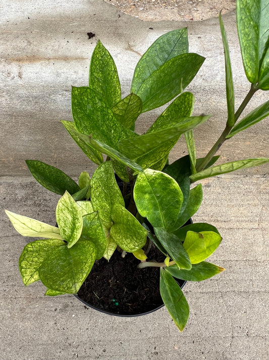 ZZ 'Chameleon'