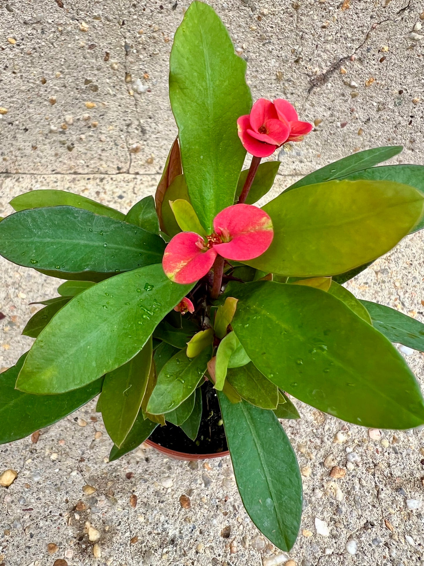 Euphorbia 'Crown of Thorns'