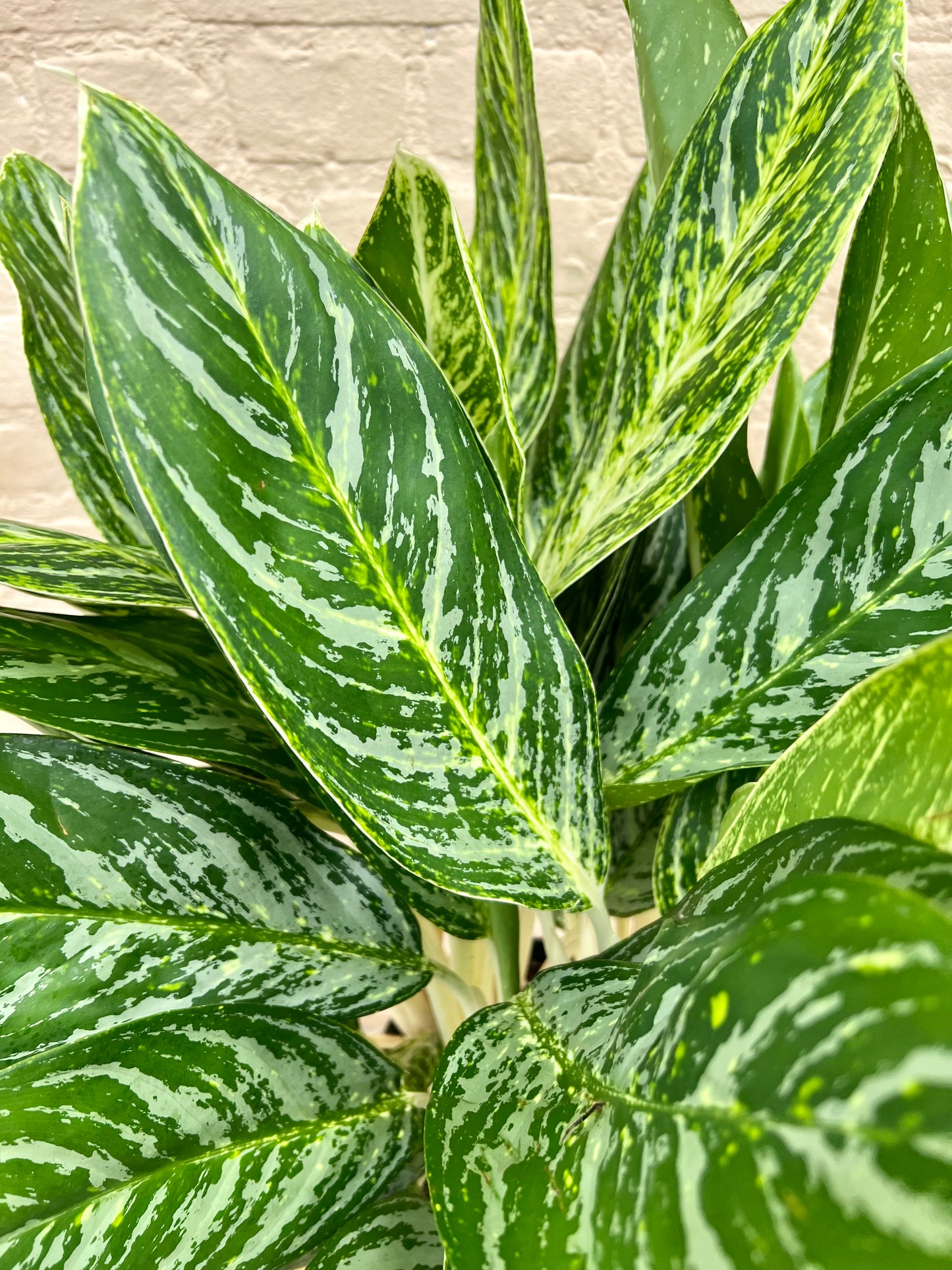 Aglaonema 'White Lightening'