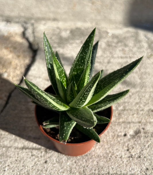 Gasteria Green Ice