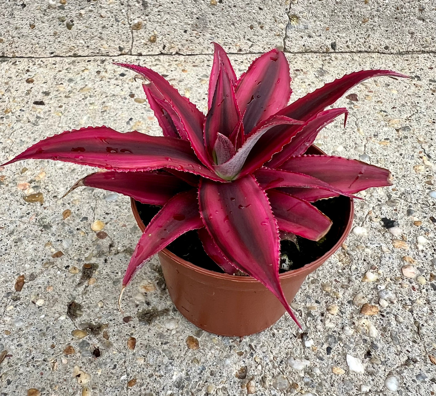 Cryptanthus