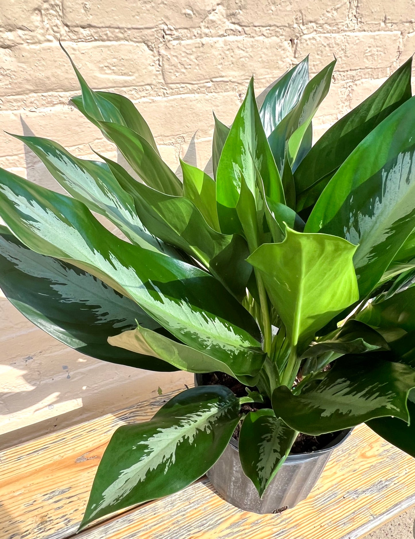 Aglaonema 'Stiletto'