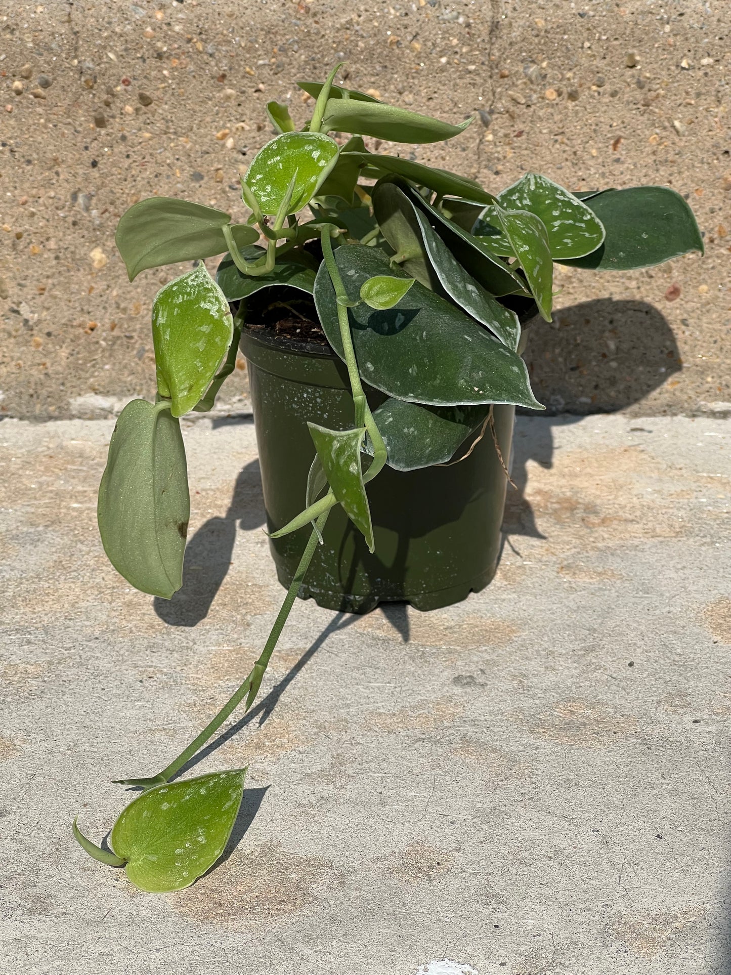 Scindapsus 'Silvery Ann'