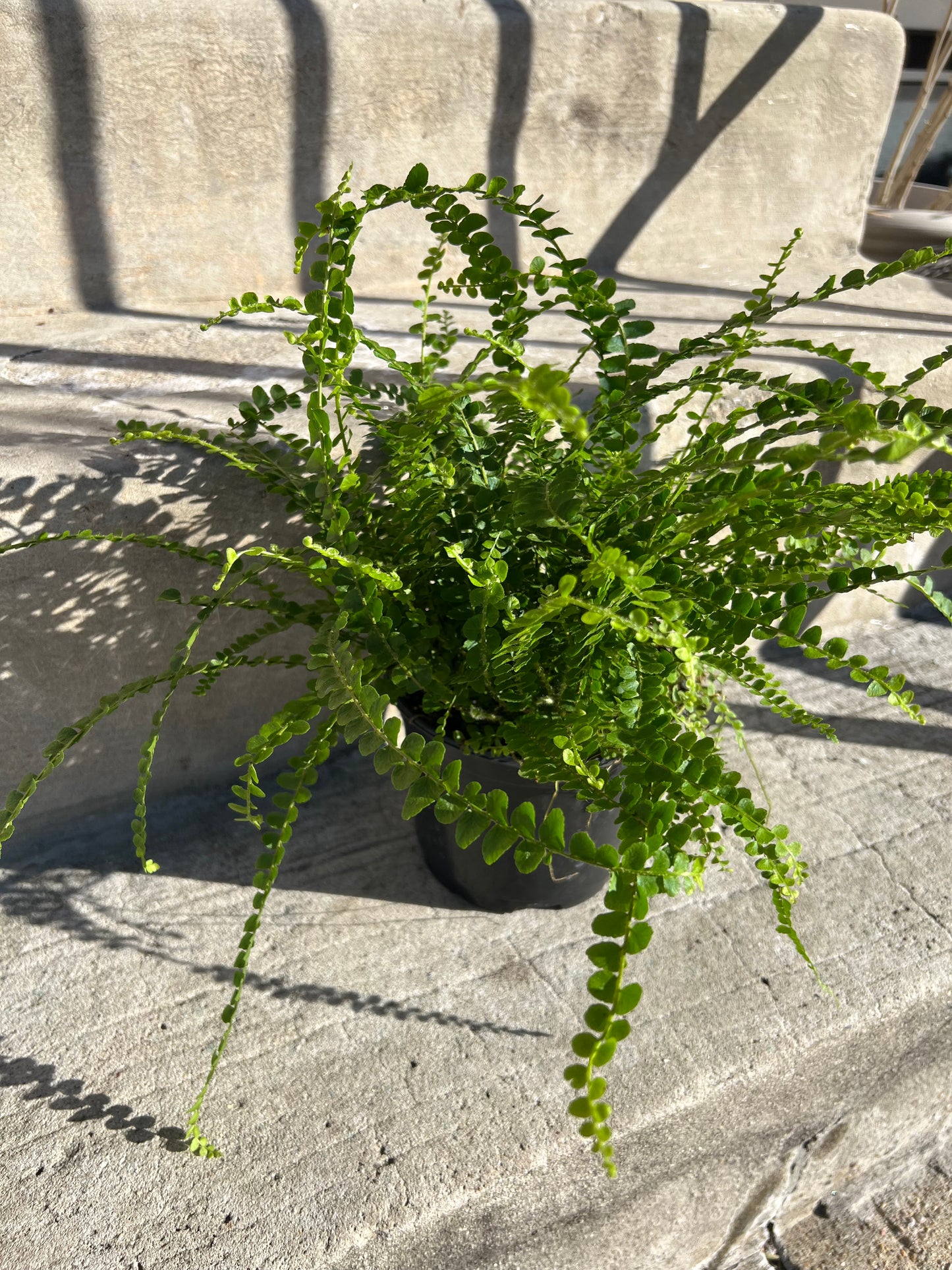 Lemon Button Fern