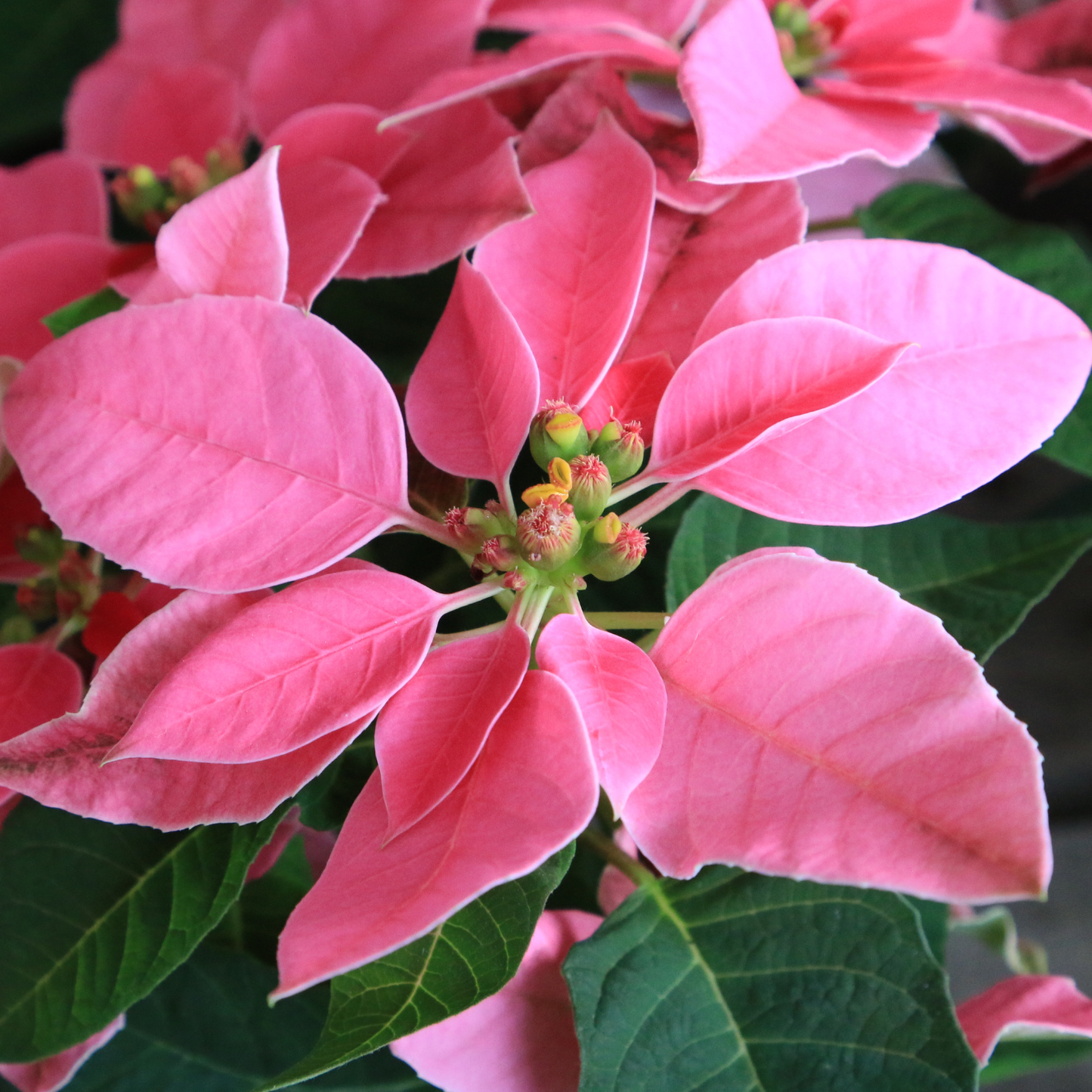 Poinsettia Pre-Order