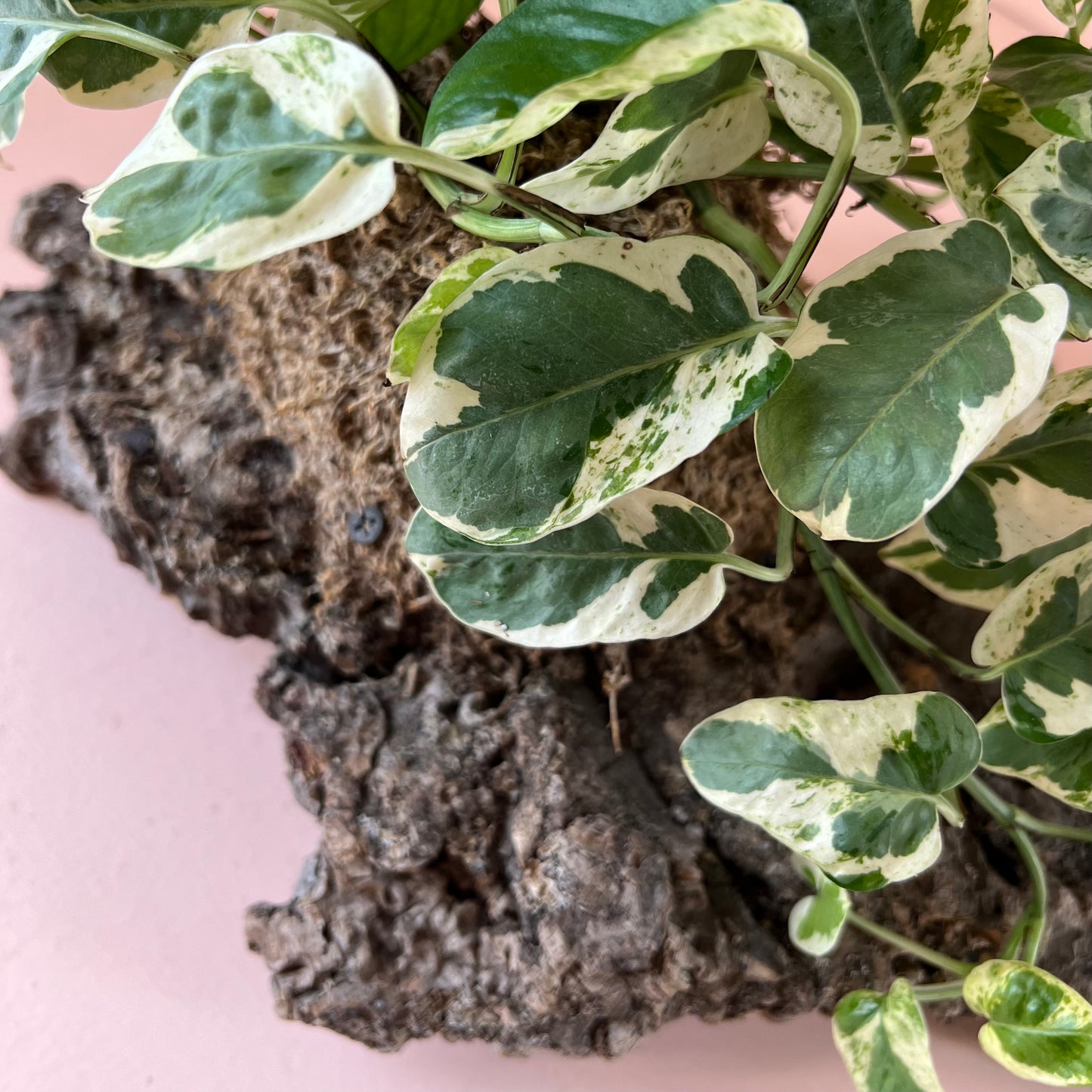 Mounted Epipremnum aureum 'Pearls and Jade Pothos'