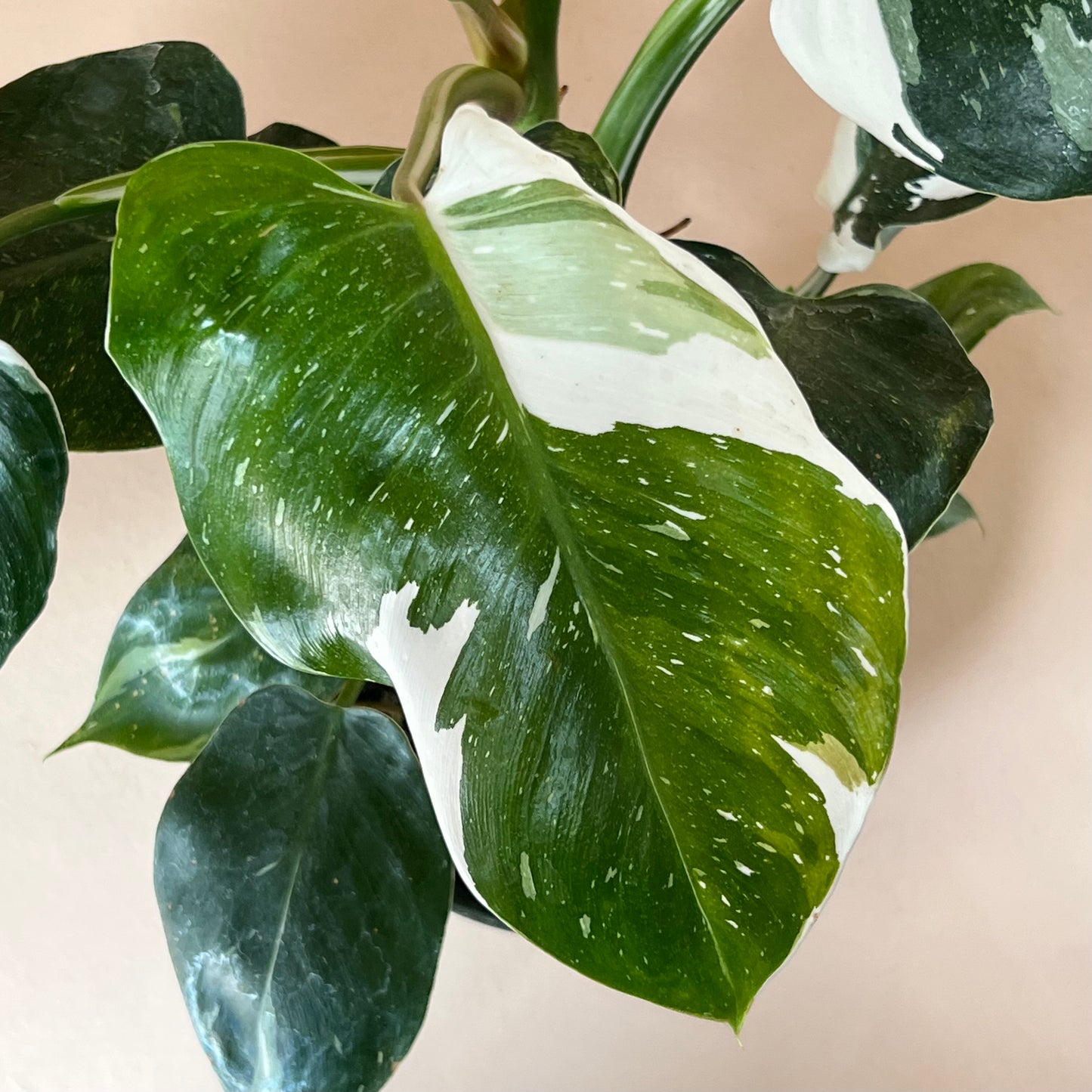 Philodendron 'White Princess'
